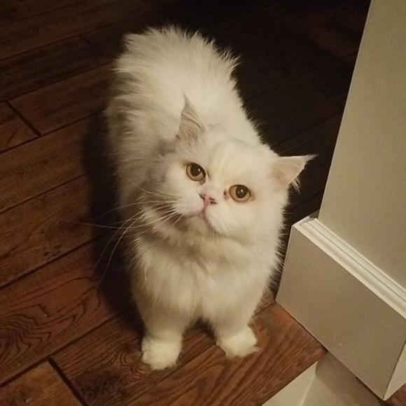 flurry2005